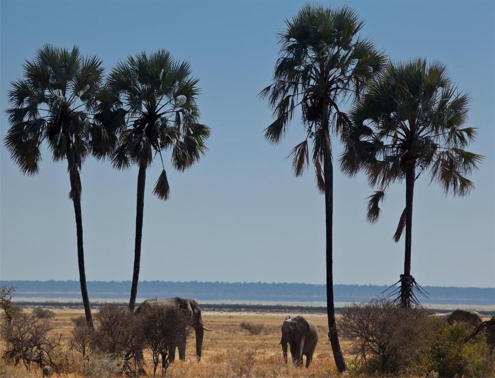 Mokuti Etosha Villa Namutoni Exteriör bild