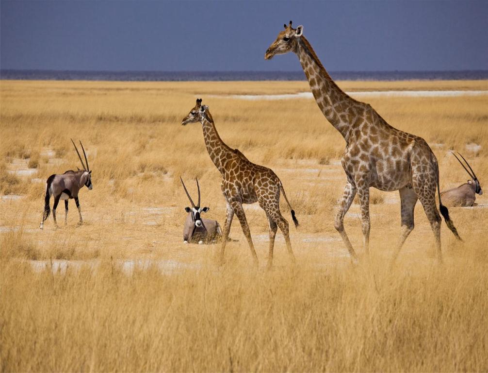 Mokuti Etosha Villa Namutoni Exteriör bild