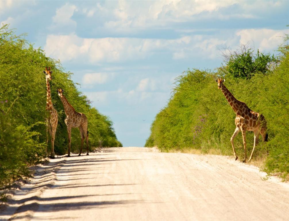 Mokuti Etosha Villa Namutoni Exteriör bild